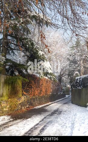 Arbres et haies enneigés dans Ladderbanks Lane, Baildon, Yorkshire, Angleterre. Banque D'Images