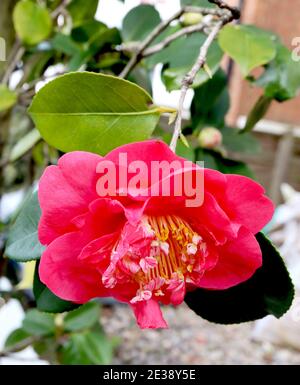 Camellia japonica ‘dama Girl’ Camellia Drama Girl – semi-double rose camélia d'anémone avec de petits pétales roses et blancs entrecroisé étamine Banque D'Images