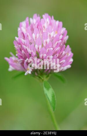 Gros plan de la fleur rose subtile du trèfle rouge , Trifolium prantense Banque D'Images