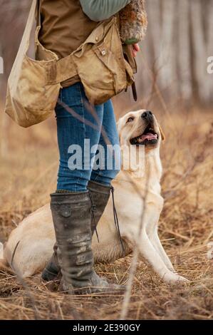 Le retriever de Yellow labrador est assis près de son propriétaire pendant une formation de chasse. Le chien regarde le maître et attend d'aller chercher et de récupérer Banque D'Images
