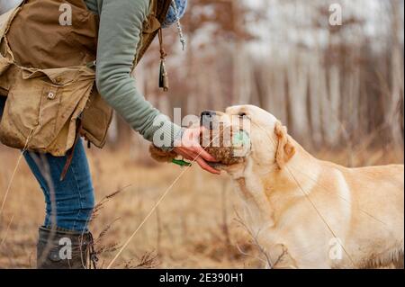 Formation Labradro Retriever. Entraînement de chasse. Yellow labrador délivre un mannequin dans les mains du manipulateur. Gros plan, personne non reconnaissable Banque D'Images