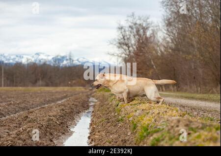 Le Labrador jaune musclé de mâle saute sur un fossé dans la campagne italienne. Chien puissant, paysage d'hiver Banque D'Images