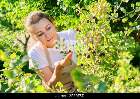 Femme dans le jardin cueillant des groseilles à maquereau douces mûres du Bush Banque D'Images