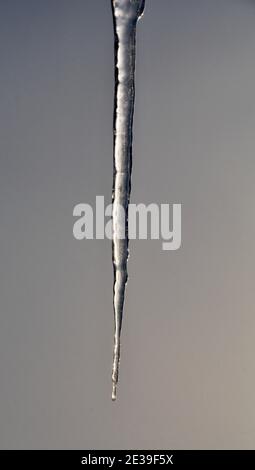 Gros plan d'un Robin de Nouvelle-Zélande sur un arbre Banque D'Images