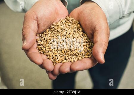 mains en cuppées contenant de l'orge maltée prête pour la distillation du whisky Écosse Banque D'Images