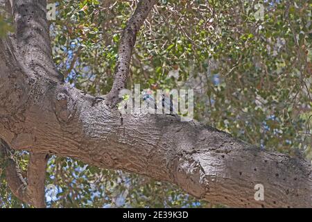 Paire de pics d'Acorn dans un arbre en Californie Banque D'Images