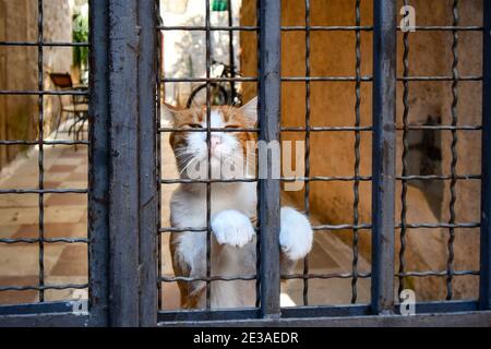 Un petit chat de cheveux orange et blanc derrière des bars à barrières dans la cour d'un appartement dans le centre de Kotor, Monténégro, la ville de Cats. Banque D'Images