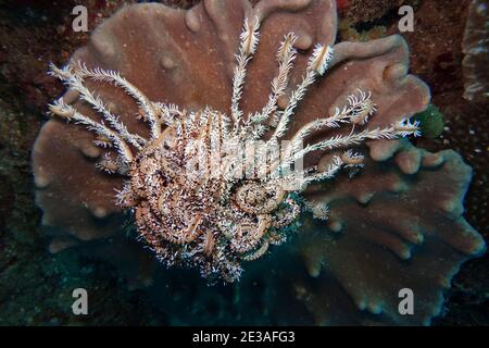 Haarstern auf einer Koralle, rue Lembeh, Sulawesi, indonésien, Bitung Banque D'Images