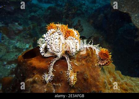 Haarstern auf einer Koralle, rue Lembeh, Sulawesi, indonésien, Bitung Banque D'Images