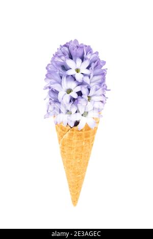 Cône de glace gaufré avec fleur en jacinthe bleue isolée sur fond blanc avec passe-cheveux. Concept de ressort. Banque D'Images