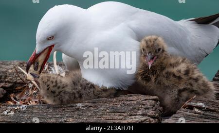 Un mouette argentée (Chericocephalus novaehollandiae ou Larus novaehollandiae) est un mouette avec deux poussins. Mère feeing sa poussin. Banque D'Images