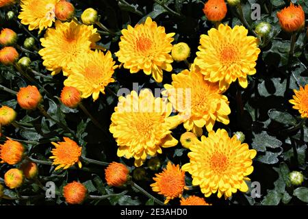 Orange et jaune Marigolds en été Banque D'Images