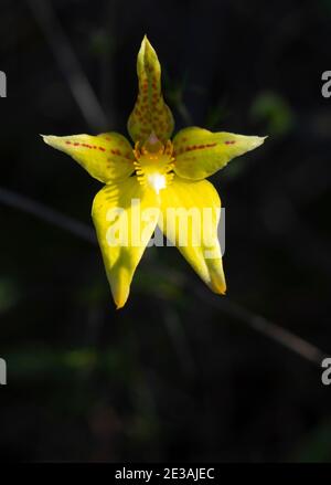 Orchidée de Cowslip, Caladenia flava, fleur sauvage près de Mingenew Australie occidentale. Banque D'Images