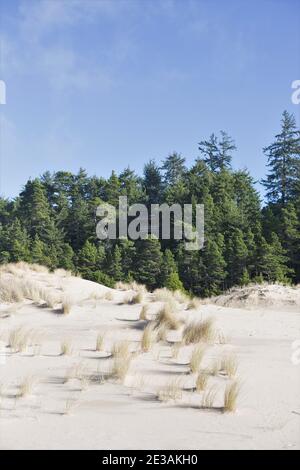 Oregon Dunes National Recreation Area, sur la côte centrale de l'Oregon, États-Unis. Banque D'Images