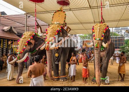 Les éléphants décorés participent à un festival annuel de temple au temple de Siva à Ernakulam, État du Kerala, Inde Banque D'Images