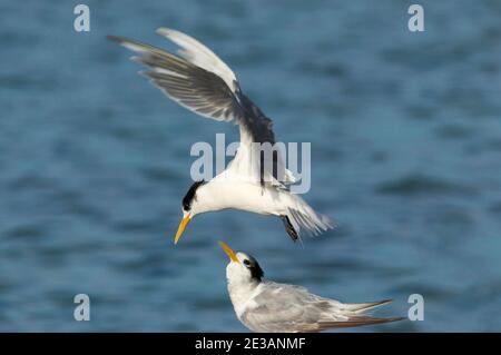 Crested Tern, Thalasseus bergii, en vol à Apollo Bay Victoria, Australie Banque D'Images