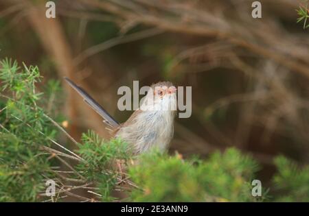 Une femme superbe Fairywren, Malurus cyaneus, perchée dans un arbre de Tasmanie, en Australie, dans l'éclipse, avec seulement des traces de bleu dans la queue. Banque D'Images