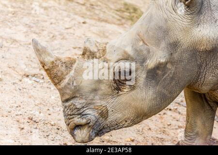 vue latérale de la tête d'un grand rhinocéros blanc avec du sang Banque D'Images