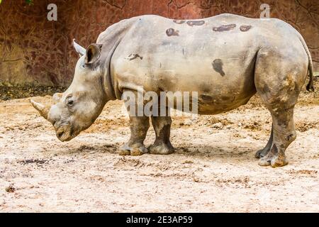 vue latérale sur le grand rhinocéros blanc dans le zoo Banque D'Images