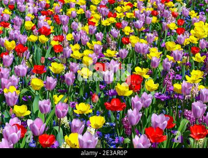 Une belle exposition de tulipes de Keukenhof 2018 Banque D'Images