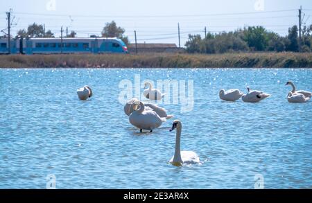 Les blancs gracieux Swans nageant dans le lac avec de l'eau bleue par une journée ensoleillée. Train électrique à l'arrière-plan. Le cygne muet, nom latin Cygnus olor. Banque D'Images