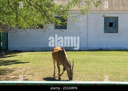 Le pâturage des terres communes, c'est l'une des plus grandes antilopes Banque D'Images