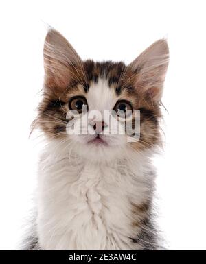 Jeune Bobtail Kurilian devant un fond blanc Banque D'Images