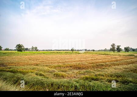 riziculture rizicole après la saison de récolte. paysage de la nature dans l'agriculture agricole. Banque D'Images