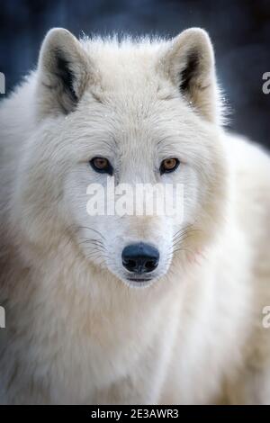 Gros plan sur le loup arctique blanc en regardant sur l'appareil photo. Danger animal dans l'habitat de la nature Banque D'Images