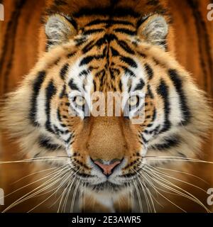 Gros plan sur le portrait du tigre. Animal regardant sur l'appareil photo. Danger animal dans l'habitat de la nature Banque D'Images