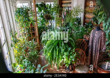 Plantes qui poussent dans le coservatory du manoir Volkonsky au Musée des démembristes du mémorial régional d'Irkoutsk. Banque D'Images