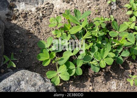 Partie aérienne de l'usine d'arachide. Hypognea d'Arachis. Banque D'Images