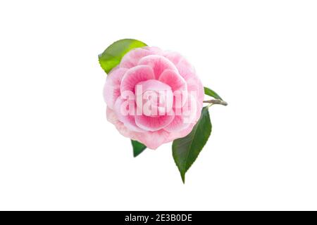 Rose pâle camellia japonica rose forme fleur et feuilles isolées sur blanc. tsubaki japonais. Image en tons. Banque D'Images