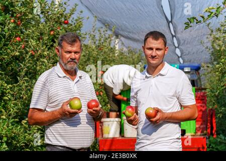 Jeune agriculteur et son père cueillant des pommes dans Sunny Orchard. Agriculture biologique et production alimentaire saine. Entreprise de ferme fruitière. Banque D'Images