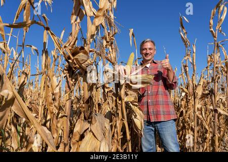 Agriculteur debout dans le champ de maïs prêt pour la récolte. Tiges de maïs séchées en automne. Temps de récolte. Banque D'Images