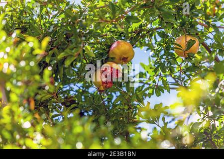 Ripe fruit grenade sur une branche close-up se brisa avec graines sur un fond green park Banque D'Images