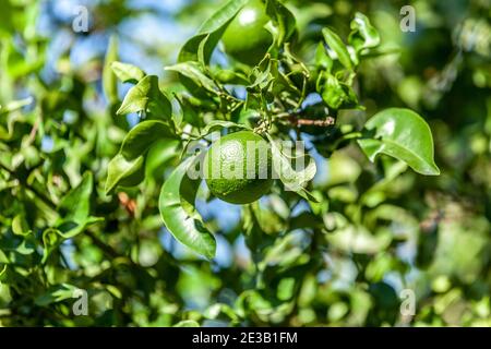 Un fruit orange frais et sain qui pousse sur un arbre. Banque D'Images