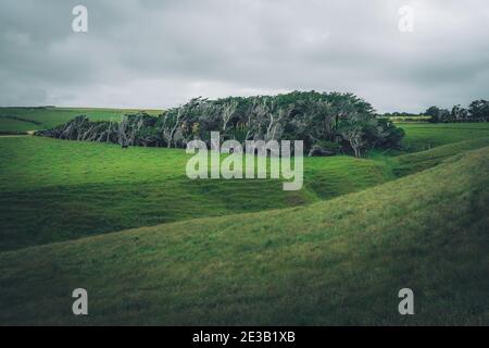 Arbres côtiers balayées par la pente au point dans la région de Catlins néos-zélandais. Banque D'Images