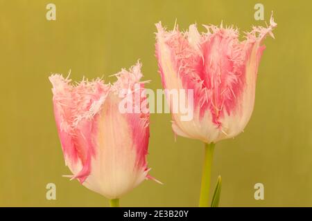 Tulipa 'huis Ten Bosch', tulipe à frange rose Banque D'Images