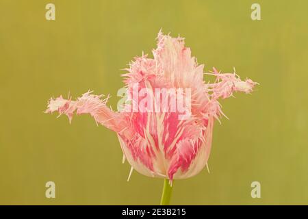 Tulipa 'huis Ten Bosch', tulipe à frange rose Banque D'Images