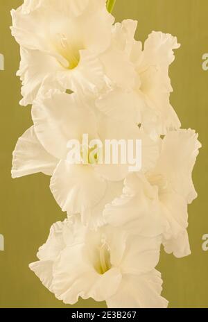 Gladiolus 'White Prosperity', Sword Lily Banque D'Images