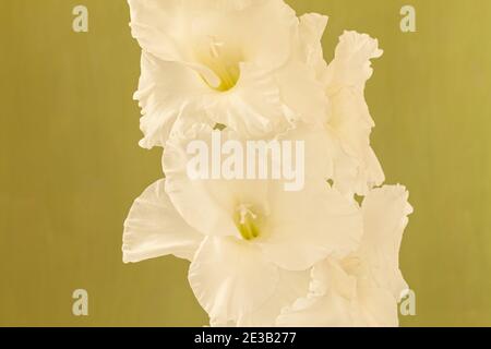 Gladiolus 'White Prosperity', Sword Lily Banque D'Images