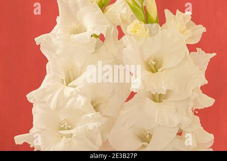 Gladiolus 'White Prosperity', Sword Lily Banque D'Images