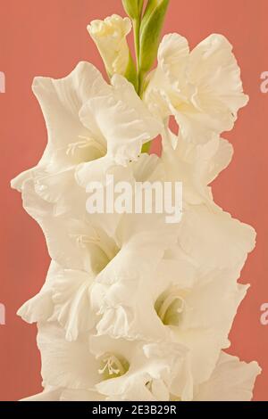 Gladiolus 'White Prosperity', Sword Lily Banque D'Images