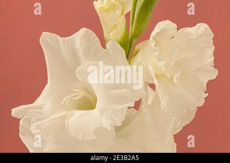 Gladiolus 'White Prosperity', Sword Lily Banque D'Images