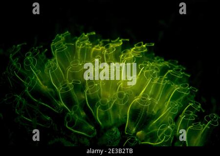 Ampoule d'assaisonnement Clavelina lepadiformis Fluorescing Banque D'Images