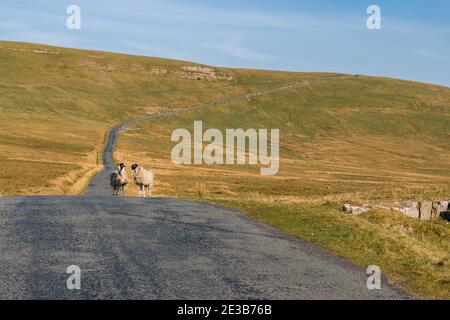 Moutons sur la route B6270 entre Birkdale et Nateby, Cumbria, England, UK Banque D'Images
