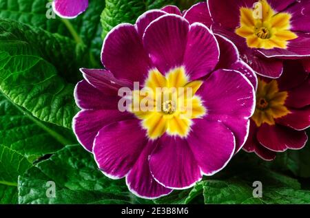 Polyanthus ou Primrose, fleurs colorées en pleine fleur, photographiées à une courte distance, macro, fleurs avec une énorme échelle de couleurs, Primula vulgari Banque D'Images