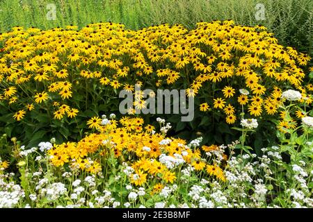 Jardin jaune-blanc herbacé dérive vivace Rudbeckia Goldsturm Banque D'Images