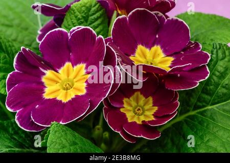 Polyanthus ou Primrose, fleurs colorées en pleine fleur, photographiées à une courte distance, macro, fleurs avec une énorme échelle de couleurs, Primula vulgari Banque D'Images